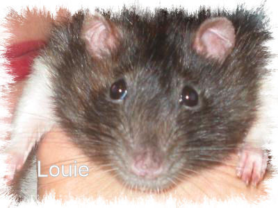 Louie, my first rat I ever loved