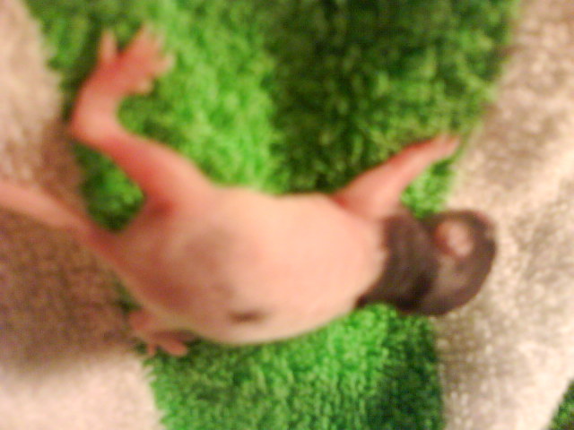 my baby rat