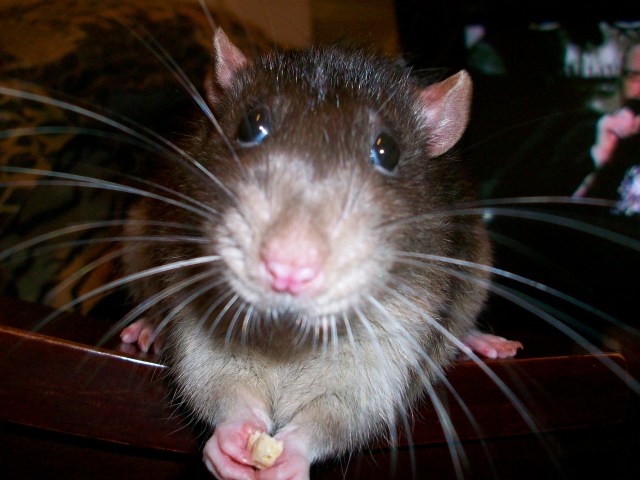 Rat-O!
