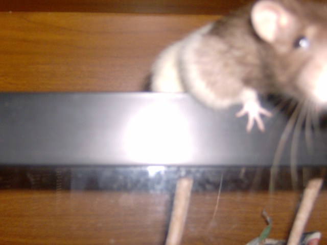 first rat