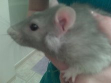picture of  my rat, oliver