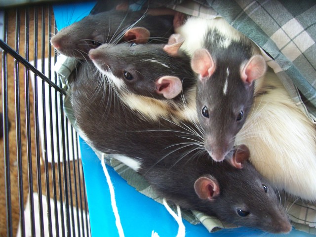 My Rat Pile :)
