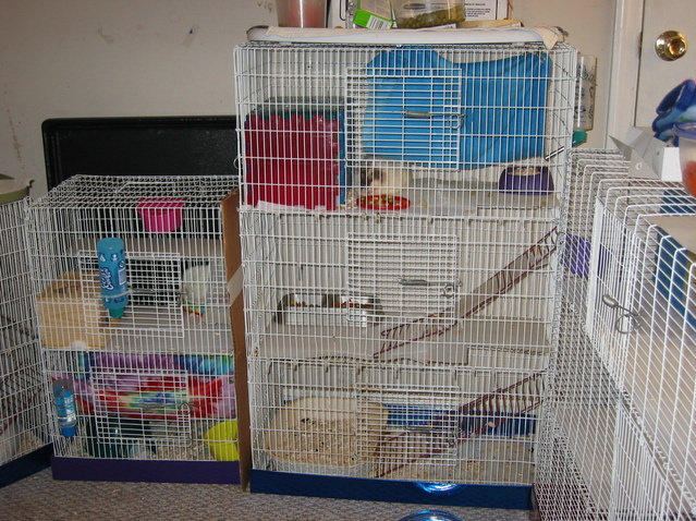 Part of the rat room