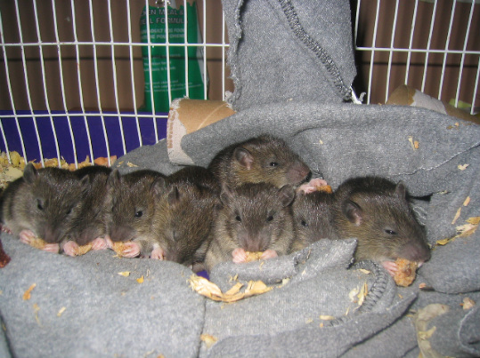 Wild rat babies