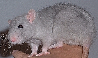 Rat from Everygreen Rattery