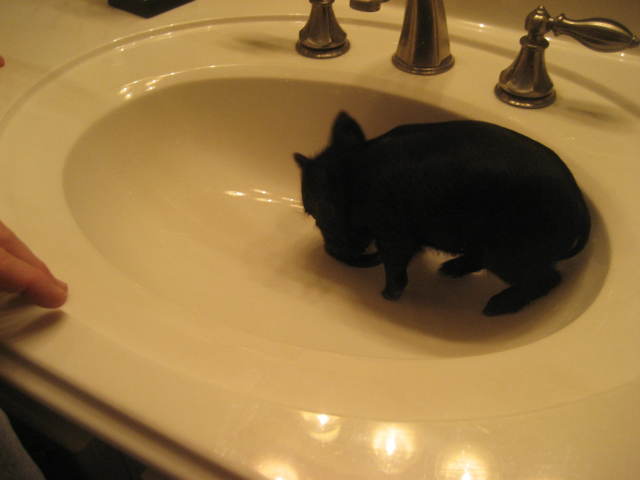 Bacon in the bathroom sink