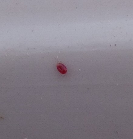 Red bug/mite found on my rabbit