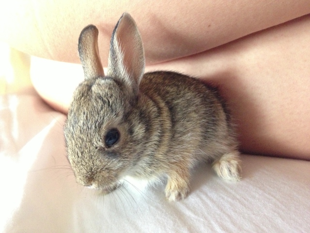 Baby bunny. 