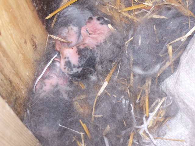Picture of there nest