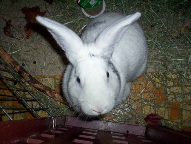 Very large white male rabbit