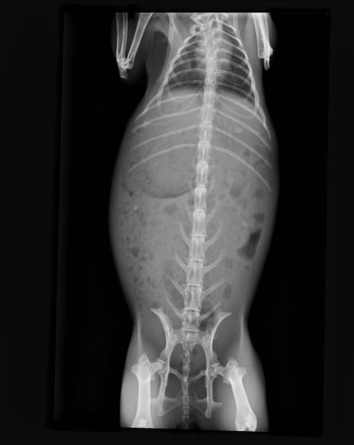 dorsal x-ray