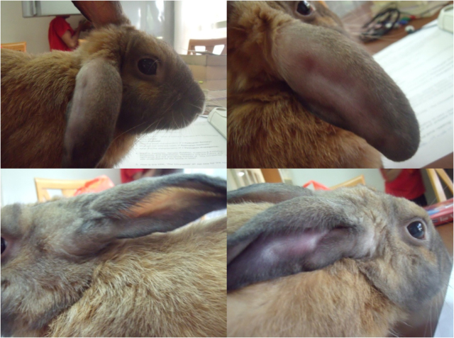 Rabbit\'s Swollen Ear