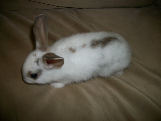 Koby, My Bunny