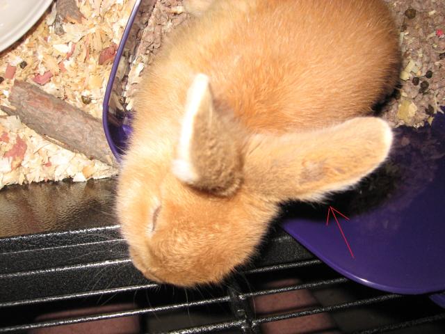 Rabbit Ear Problem