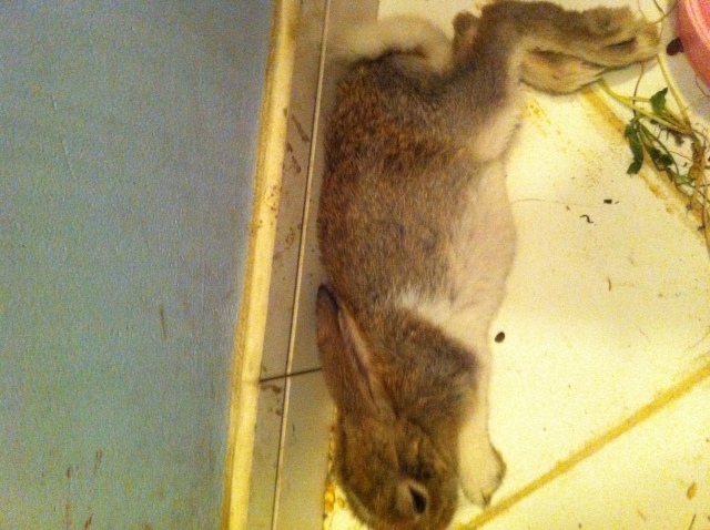 my pregnant rabbit