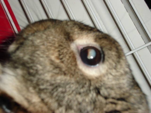 Bunny\'s Eye