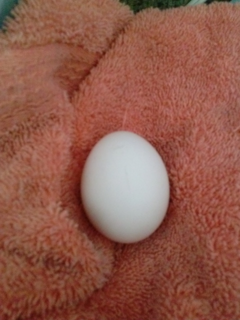 Found egg