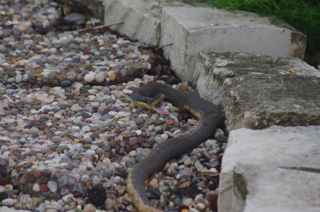 snake on patio