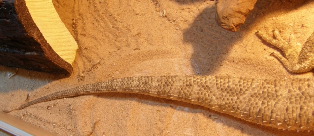 draco tail