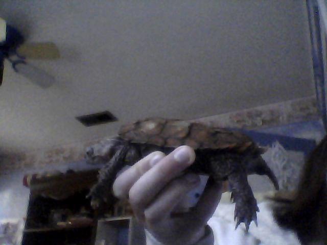 Bowseta My turtle