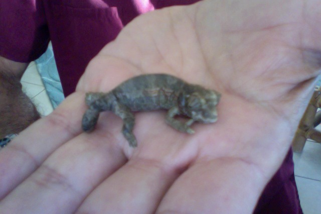 baby jackson chameleon in hand 1