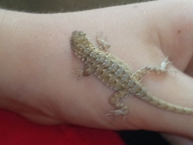 Baby Lizard