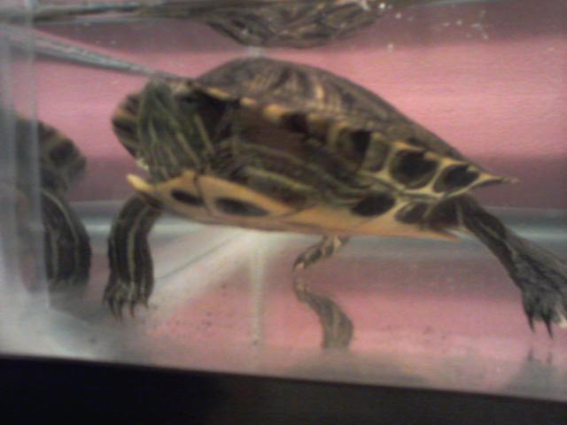 My RES Turtle