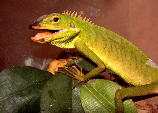 green crested lizard