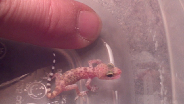 Baby gecko