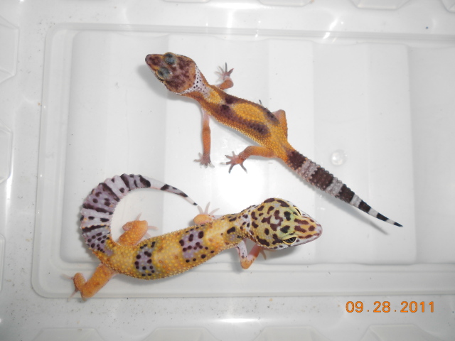 The Leopard geckos babies