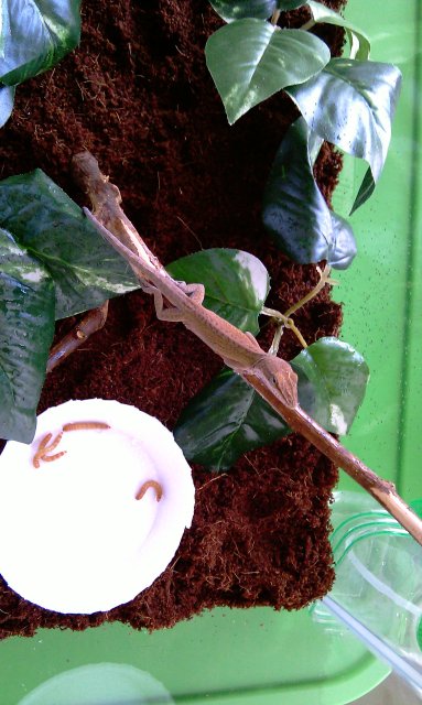 anole: been brown lately