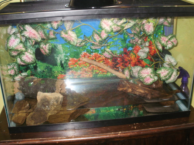 water dragon tank