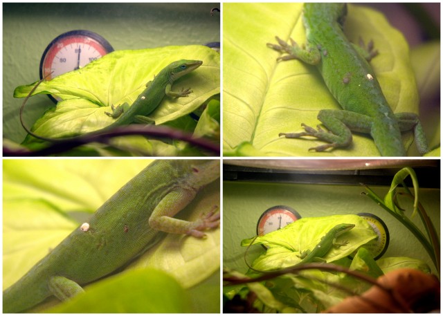 Anole Collage