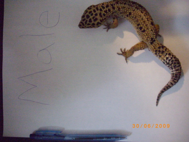 My male Gecko
