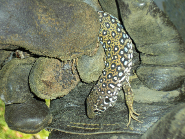 Unknown lizard