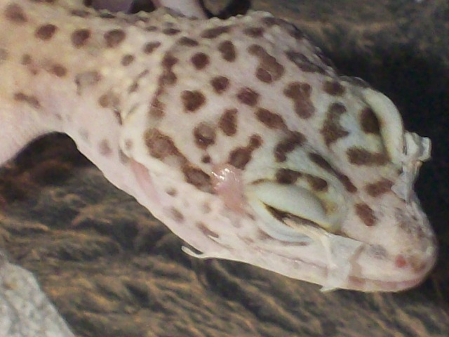 Stevie the gecko