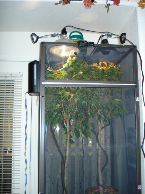 This is the set up made some changes since uv light and humidity probe is in the cage