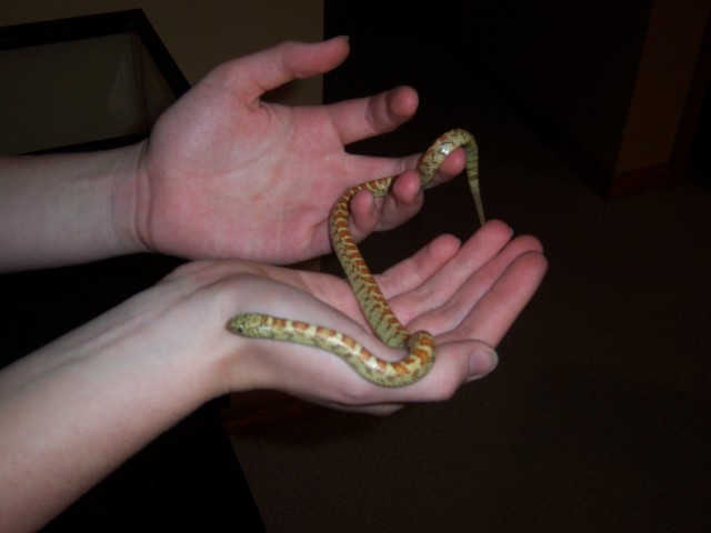This is my snake when I got him