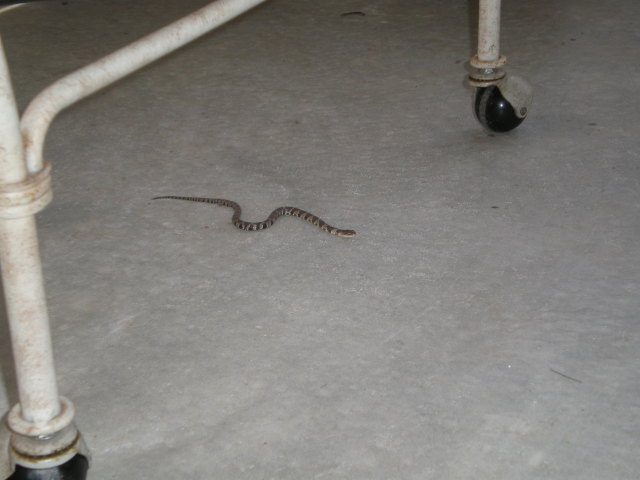 Unidentifed snake on patio