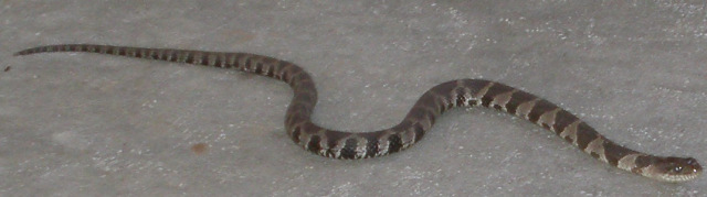 Snake on patio