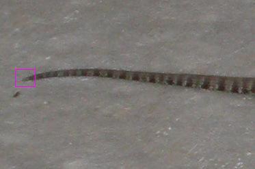 snake tail