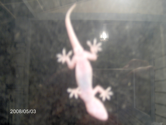 Gecko underside