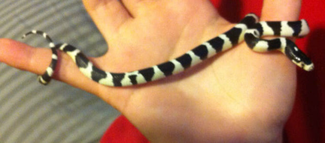 This is my California King Snake 