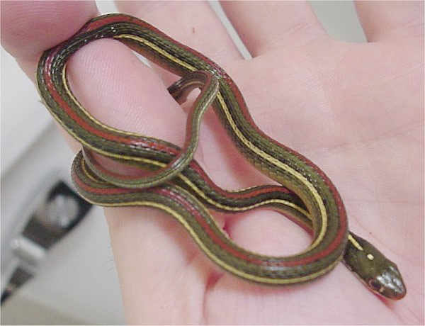 Red-Striped Ribbon Snake