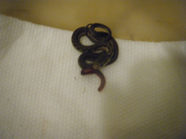 Baby snake