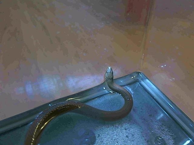 baby snake