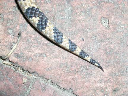 Snake with dry tail.