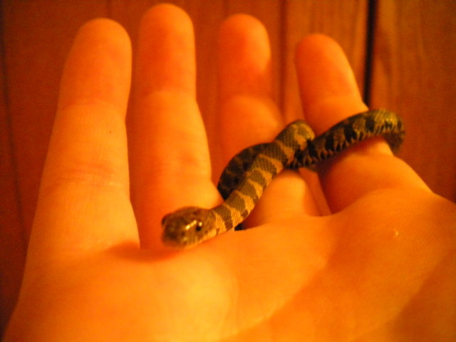 Northern banded water snake baby