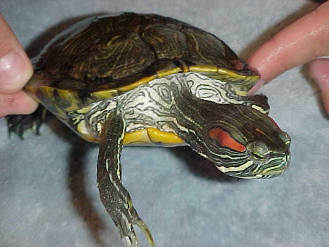 Red eared Turtle