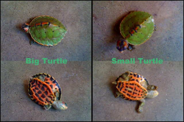 My Turtles